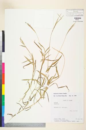 <a href="https://brmas.openmuseum.tw/muse/digi_object/03f6902341bd3d4e93991ea4d8dd0de4" target="_blank">亨利馬唐／中央研究院生物多樣性研究博物館植物標本館 (HAST)</a>