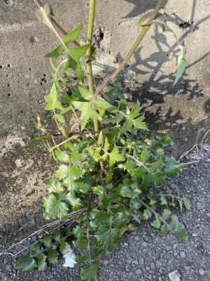 <a href="https://taieol.tw/muse/digi_object/ded1de611bcabd12c2a6e51a1daa3309" target="_blank">苦滇菜／By：mu9400／iNaturalist</a>
