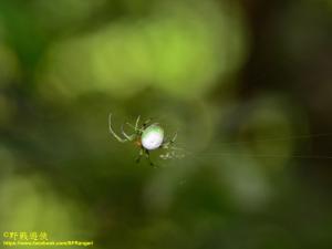 <a href="https://taieol.tw/muse/digi_object/db6beb4fd50065fc4bcc0570257c2b44" target="_blank">五紋鬼蛛／By：kinmatsu／iNaturalist</a>