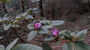 <a href="https://taieol.tw/muse/digi_object/a8ccb3f283fd50f4c6602727bb851692" target="_blank">紅毛杜鵑／By：chengte／iNaturalist</a>