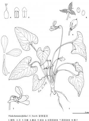 <a href="https://taieol.tw/muse/digi_object/9474a1ee01829e70a9ea73979f10975f" target="_blank">箭葉菫菜／By：金門植物誌／金門國家公園管理處</a>