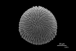 <a href="https://ntm-naturearchive.openmuseum.tw/muse/digi_object/b380afc639fa3374b770cfd937058425" target="_blank">大花曼陀羅／國立臺灣博物館</a>
