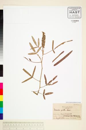 <a href="https://brmas.openmuseum.tw/muse/digi_object/045a24a5d2aeda21d63e5d05c386607d" target="_blank">羽葉兔尾草／中央研究院生物多樣性研究博物館植物標本館 (HAST)</a>