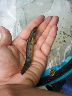 <a href="https://taieol.tw/muse/digi_object/8959843bfafb82ef2acef768dd6877db" target="_blank">泥鰍／By：weitingliu／iNaturalist</a>
