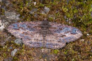 110530 宜蘭 福山植物園 100 Anisoneura salebrosa Guenée, 1852 亂紋夜蛾_800ori