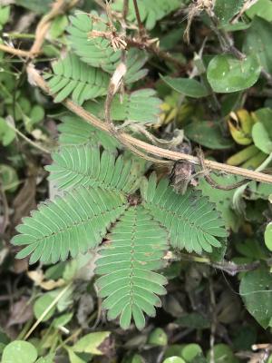 <a href="https://taieol.tw/muse/digi_object/f6232c2c2c16b6f14cb0e40a4d1a4fcc" target="_blank">含羞草／By：kellyshu／iNaturalist</a>