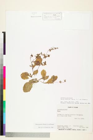 <a href="https://brmas.openmuseum.tw/muse/digi_object/04a7dd80f3ecf168c53dcfbfb653aadd" target="_blank">通泉草／中央研究院生物多樣性研究博物館植物標本館 (HAST)</a>