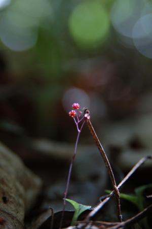 <a href="https://taieol.tw/muse/digi_object/524c4e7bf8f0719d9e275ff51dffa3ad" target="_blank">蘭嶼霉草／By：lecanorchis／iNaturalist</a>
