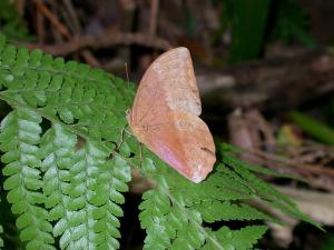 20091002_347093_Discophora sondaica tulliana_a.jpg