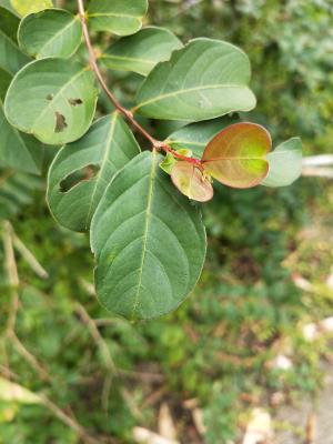 <a href="https://taieol.tw/muse/digi_object/638f9992bf61d0576d766618d6819eb6" target="_blank">九芎／By：naturalist66023／iNaturalist</a>