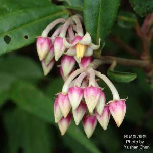 <a href="https://taieol.tw/muse/digi_object/0977151f1402c763350ad992debd82ad" target="_blank">百兩金／By：cyst007／iNaturalist</a>
