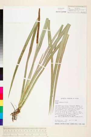 <a href="https://brmas.openmuseum.tw/muse/digi_object/04f0ede456d23485e6d9fa2cf8bfe601" target="_blank">石菖蒲(堯韭、昌陽)／中央研究院生物多樣性研究博物館植物標本館 (HAST)</a>