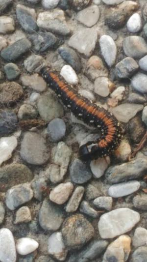 <a href="https://taieol.tw/muse/digi_object/1bf35670fde96f075fca2e2ca667f936" target="_blank">Locastra muscosalis／By：nanawa／iNaturalist</a>