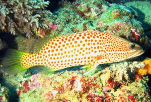 <a href="https://fishdb.sinica.edu.tw/muse/digi_object/fa60b5fb546f911d79393d7870a1ef0b" target="_blank">Anyperodon leucogrammicus@fishdb-media-6936／陳靜怡</a>