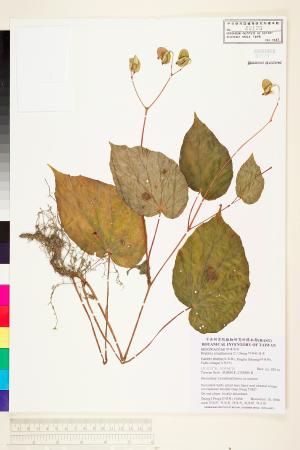 <a href="https://brmas.openmuseum.tw/muse/digi_object/0508370c9c30f8ca4fa7585b4d4fd508" target="_blank">坪林秋海棠／中央研究院生物多樣性研究博物館植物標本館 (HAST)</a>