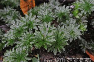 Rhodobryum giganteum (Schwägr.) Paris 暖地大葉苔 生態照