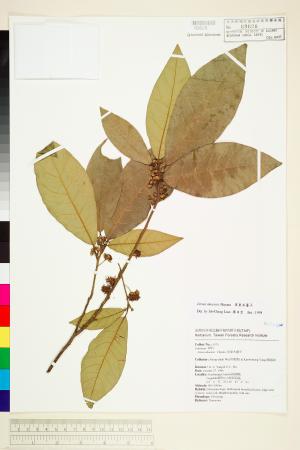 <a href="https://brmas.openmuseum.tw/muse/digi_object/05274cb2ea3038cef09a4c7df10ca0ad" target="_blank">屏東木薑子／中央研究院生物多樣性研究博物館植物標本館 (HAST)</a>