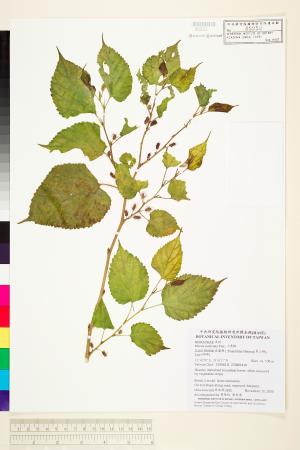 <a href="https://brmas.openmuseum.tw/muse/digi_object/052a76504e44cb76df9396ed03063b15" target="_blank">小葉桑／中央研究院生物多樣性研究博物館植物標本館 (HAST)</a>