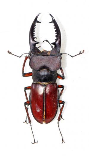 Lucanus swinhoei 姬深山鍬形蟲