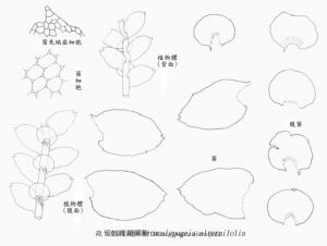 疏葉假護蒴蘚