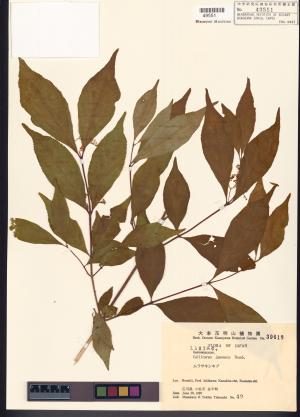 <a href="https://brmas.openmuseum.tw/muse/digi_object/05737bfce769ddf3244b392dee32a9e3" target="_blank">高山紫珠／中央研究院生物多樣性研究博物館植物標本館 (HAST)</a>
