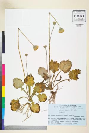 <a href="https://brmas.openmuseum.tw/muse/digi_object/057d92ae6f8f8d3f8ae2290c748adfa9" target="_blank">大丁草／中央研究院生物多樣性研究博物館植物標本館 (HAST)</a>