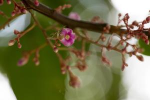 <a href="https://taieol.tw/muse/digi_object/7973f1d8e8768e5d4dfb77bbd80a4862" target="_blank">楊桃／By：papilioshih／iNaturalist</a>