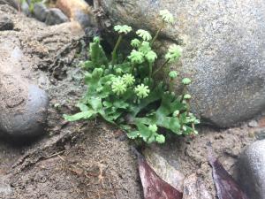 <a href="https://taieol.tw/muse/digi_object/df51bd7f4c833bb89ddd2899c1c158d8" target="_blank">淺刻地錢／By：sophiii／iNaturalist</a>