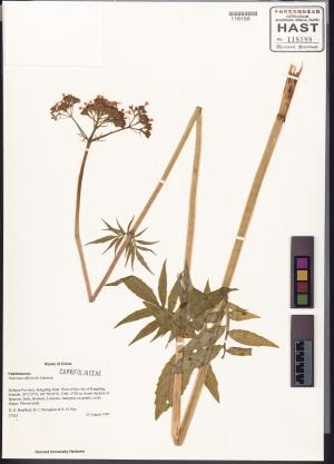 <a href="https://brmas.openmuseum.tw/muse/digi_object/058c21abcd02587386d60b24f59f84bc" target="_blank">纈草／中央研究院生物多樣性研究博物館植物標本館 (HAST)</a>