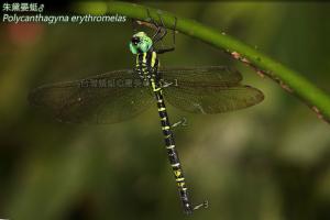 <a href="https://taieol.tw/muse/digi_object/1a645999181cefbd2de46b58a659f512" target="_blank">朱黛晏蜓／By：曹美華／台灣蜻蜓網路圖鑑The Dragonflies of Taiwan</a>