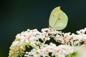 <a href="https://taieol.tw/muse/digi_object/cac325d71882a552d8f9010969cb3a8e" target="_blank">圓翅鉤粉蝶／By：白欽源／漫步在森林的氣味裡</a>