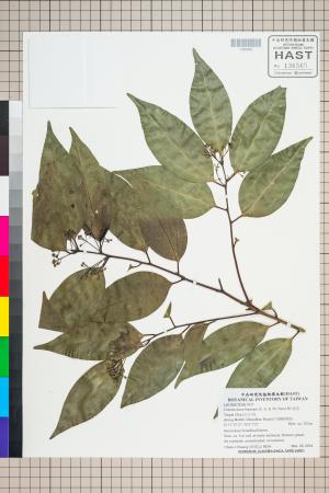 <a href="https://brmas.openmuseum.tw/muse/digi_object/05b8467ad41e346763e19c3315fc84bd" target="_blank">陰香／中央研究院生物多樣性研究博物館植物標本館 (HAST)</a>