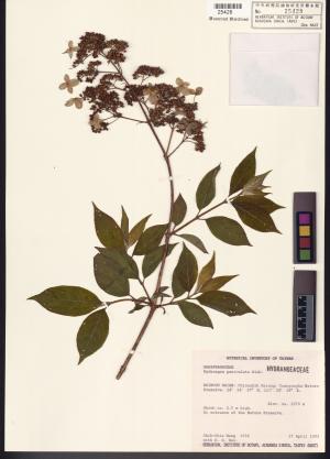 <a href="https://brmas.openmuseum.tw/muse/digi_object/05bb7bbd9f213a0f9b513379a68cb0bc" target="_blank">水亞木／中央研究院生物多樣性研究博物館植物標本館 (HAST)</a>