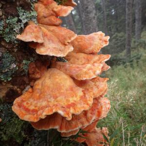 Laetiporus gilbertsonii(鮭色絢孔菌)