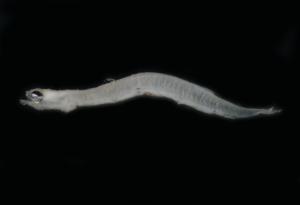 <a href="https://brmas.openmuseum.tw/muse/digi_object/1f7d5944f35eabcc210d0eed76ddd3f2" target="_blank">裘氏小沙丁魚／中央研究院生物多樣性研究博物館動物標本館 (ASIZ)</a>