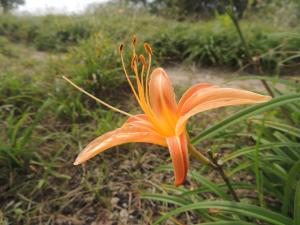 <a href="https://taieol.tw/muse/digi_object/f096df50137e37b716d1820ed7f8eb45" target="_blank">萱草／By：abujudy／iNaturalist</a>