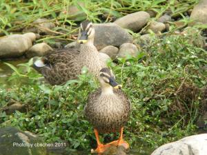 <a href="https://taieol.tw/muse/digi_object/c2f4340495d34eb97c918b2b52925e50" target="_blank">花嘴鴨／By：cbs369638／臺灣生命大百科</a>