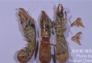 <a href="https://taieol.tw/muse/digi_object/1c0a79fd16eb6ea55f6b850607b4297b" target="_blank">美食奧螻姑蝦／By：陳育賢／陳育賢</a>