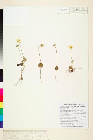 <a href="https://brmas.openmuseum.tw/muse/digi_object/05e912049138687b6bb1e4c74183c955" target="_blank">梅花草／中央研究院生物多樣性研究博物館植物標本館 (HAST)</a>