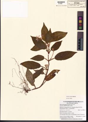 <a href="https://brmas.openmuseum.tw/muse/digi_object/05f77933d39b076b9c38c0d1daa7680a" target="_blank">地膽草屬 (蜂斗草屬)／中央研究院生物多樣性研究博物館植物標本館 (HAST)</a>