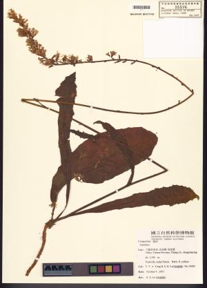 <a href="https://brmas.openmuseum.tw/muse/digi_object/06042bdd1cbf80d3c9a06210c6e036fe" target="_blank">鬼督郵屬／中央研究院生物多樣性研究博物館植物標本館 (HAST)</a>