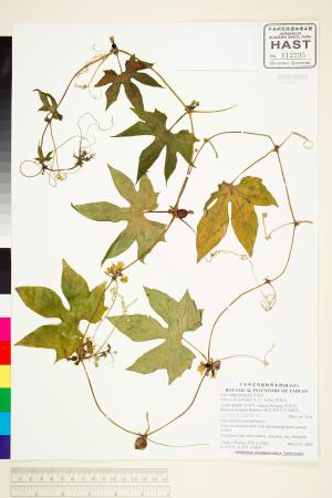 <a href="https://brmas.openmuseum.tw/muse/digi_object/061961e11541f1ba5ef0900ba8dee28c" target="_blank">雙輪瓜／中央研究院生物多樣性研究博物館植物標本館 (HAST)</a>