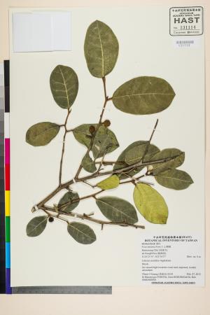 <a href="https://brmas.openmuseum.tw/muse/digi_object/0622edd570d899ba62f347a1c83565d2" target="_blank">山豬枷／中央研究院生物多樣性研究博物館植物標本館 (HAST)</a>