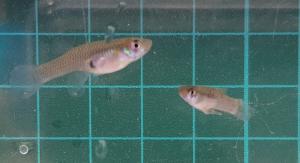 <a href="https://taieol.tw/muse/digi_object/f127caa43d154cfd8913280c53a3681e" target="_blank">食蚊魚／By：ospreytim／iNaturalist</a>