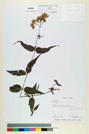 <a href="https://brmas.openmuseum.tw/muse/digi_object/063e139873806e964ab1e79be959fb5f" target="_blank">塔山澤蘭／中央研究院生物多樣性研究博物館植物標本館 (HAST)</a>