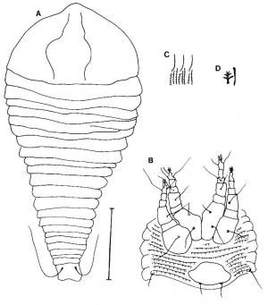 Jutarus plagiogyrus Huang, 2001