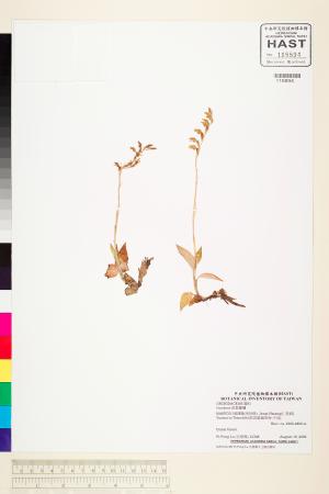 <a href="https://brmas.openmuseum.tw/muse/digi_object/064dfef641e3e0ab1a07abc76839e42d" target="_blank">斑葉蘭屬／中央研究院生物多樣性研究博物館植物標本館 (HAST)</a>