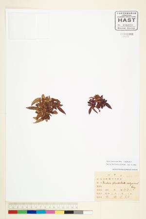 <a href="https://brmas.openmuseum.tw/muse/digi_object/065069d8dd4e88dc0d2595b8b0e28531" target="_blank">台灣莓／中央研究院生物多樣性研究博物館植物標本館 (HAST)</a>