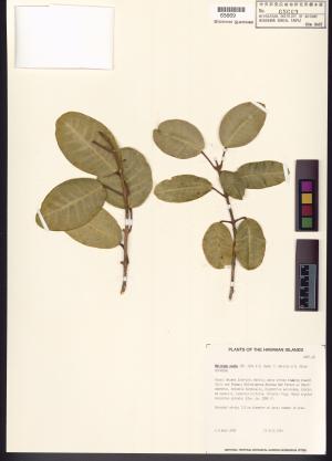 <a href="https://brmas.openmuseum.tw/muse/digi_object/06646559b3740936a2b01d12cd795044" target="_blank">三腳虌屬／中央研究院生物多樣性研究博物館植物標本館 (HAST)</a>