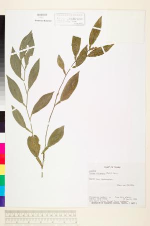 <a href="https://brmas.openmuseum.tw/muse/digi_object/06693bc9eda251be00ee3149a572b798" target="_blank">柚葉藤／中央研究院生物多樣性研究博物館植物標本館 (HAST)</a>